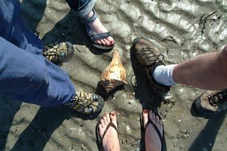 Whelk among feet