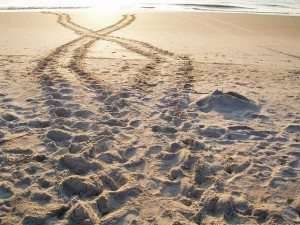 tybeseaturtleproject_nest9crawl