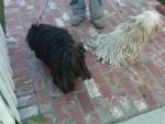 LA Mop Dog 2