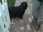 LA Mop Dog