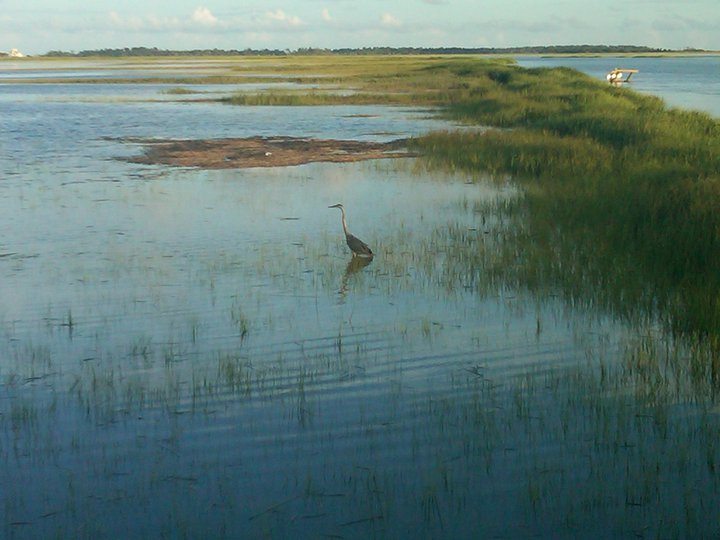 Looking for wild GA shrimp