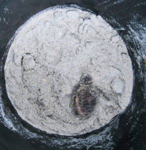 nest 4 straggler 2011