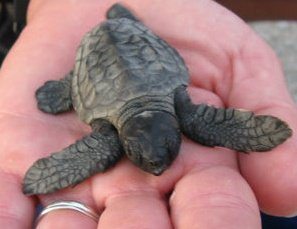 sea turtle hatchling