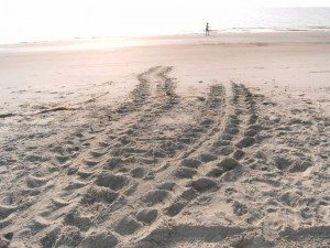 turtle crawl