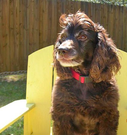nextdoordog_chip_MimosaCottage