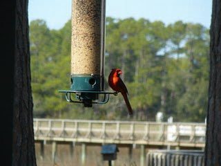 cardinal at bird feeder