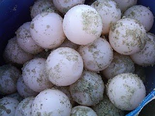 IMG00089-20100706-0920