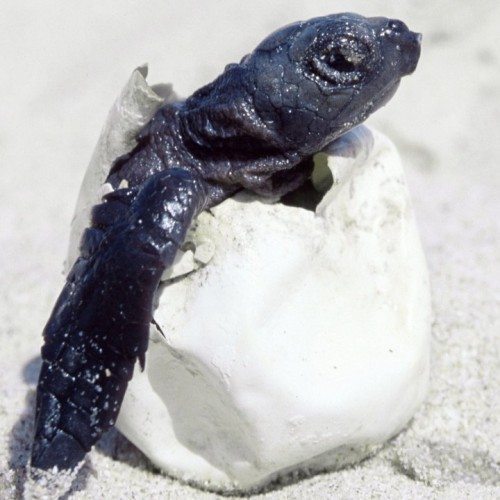 Thanks to the Tybee Sea Turtle Project Facebook page