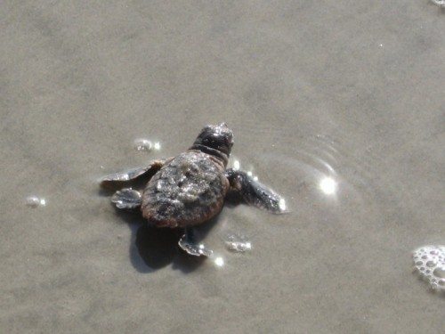 TybeeTurtle_AmyGrayCapello_fromTybeeSeaTurtleProjectFBpage