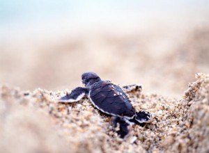 Back of a small turtle on sand