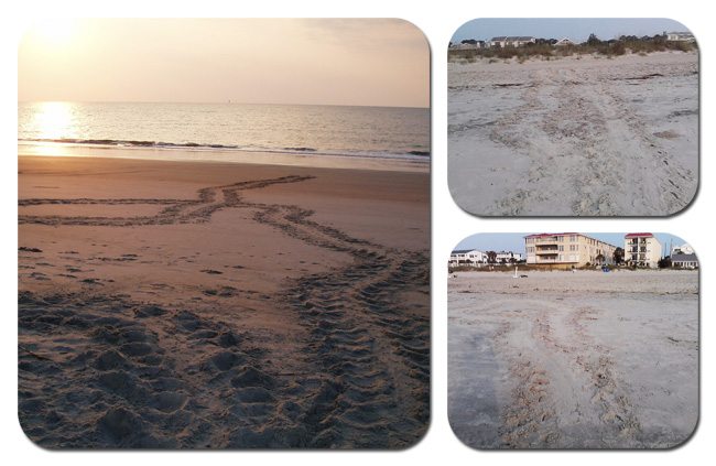 turtlecrawls-june2011 copy