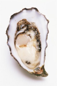 Oyster in shell