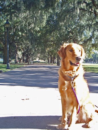 George in Forsyth Park