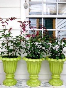 Pet friendly vacation rentals in Savannah GA Land Ho Savannah Sea Maiden