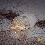 Tybee Island's Sea Turtles