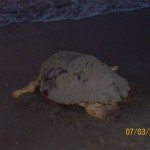 Sea Turtle Nesting Season in Tybee Island GA