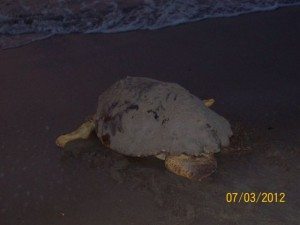 Sea Turtle Nesting Season in Tybee Island GA