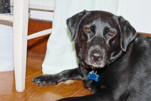 Voluntourism at Mermaid Cottages. Donate to help shelter pets