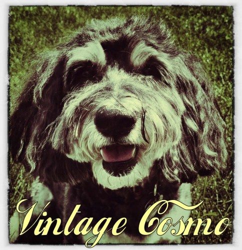 Cosmo-Vintage Mermaid Cottages Cosmo-pawlitan: Walk For The Animals