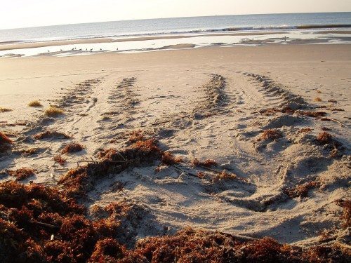 Tybee Island Beach Mermaid Cottages Brooks Cottage: Perfect House