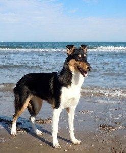 Tybee and the Real Barkhouds of Tybee Island