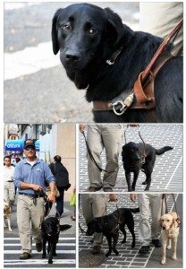 Guide Dogs in training