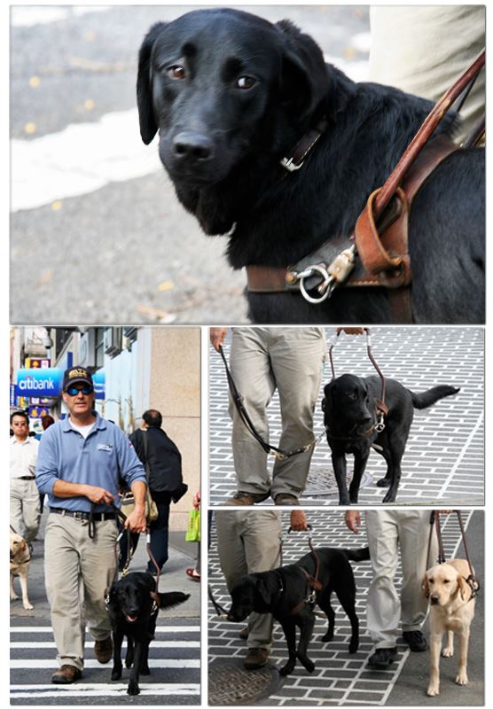 Guide Dogs in training