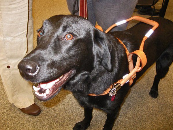 A Guide Dog