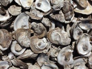 oysters