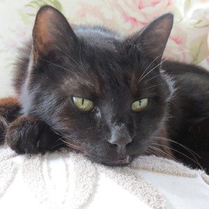 Mermaid Mona's kitty assistant