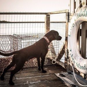 Foster Dog, Mr. Bates