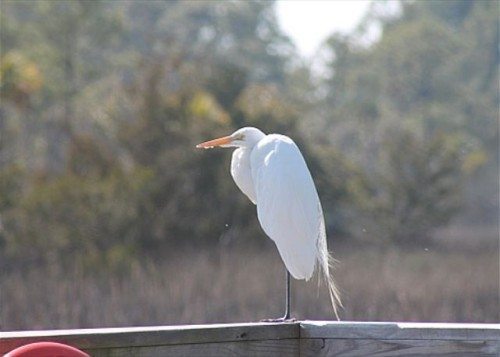 don't miss a chance to fall in love with tybee