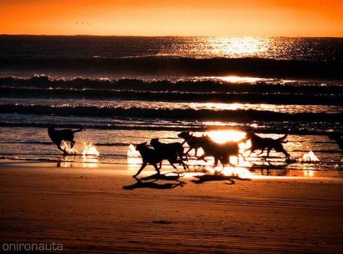 grab your wiener and head down for Oktoberfest