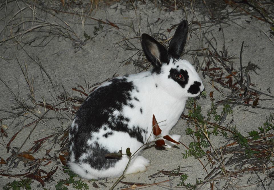 rabbit - Mermaid Cottages on Tybee Island, GA