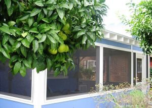 pile your christmas presents under the fruit trees