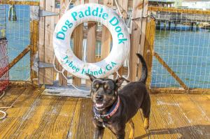 a whole month of puppy love with mermaid cottages