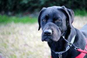 parks, trails and puppy dog tails