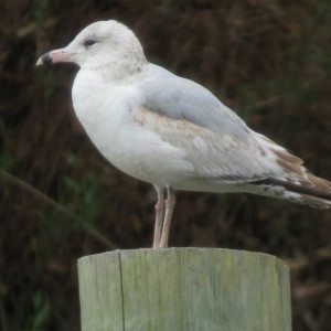 Spring fun on tybee island