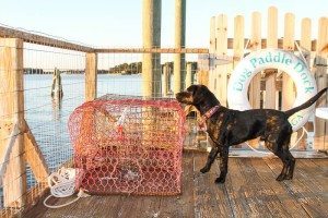 mermaid cottages loves your furmaids