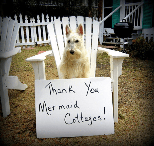 pet friendly getaways with mermaid cottages