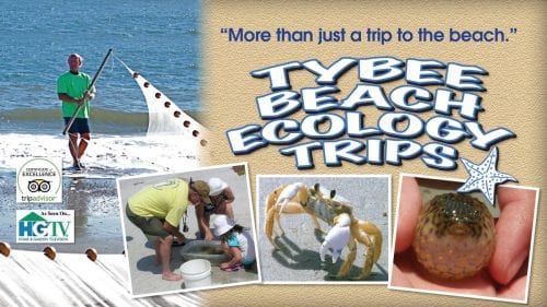get schooled with tybee beach ecology trips