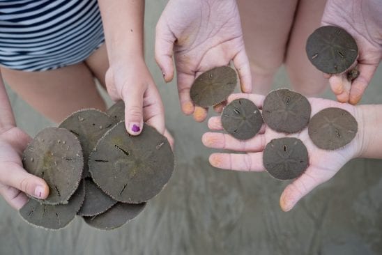 free things to do on Tybee Island? Collect seashells!