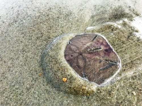 tybee island sand dollar cindi dunn photo
