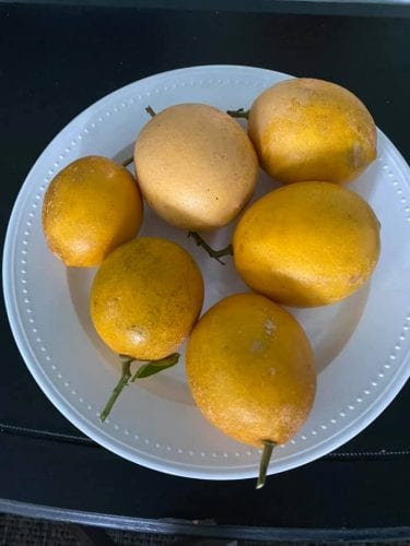 the midwest mermaid lemons