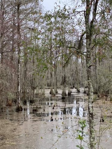 the midwest mermaid canal walk
