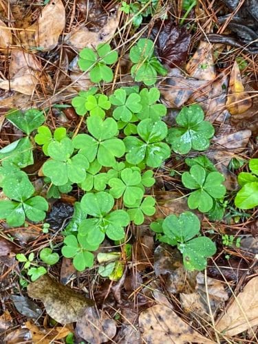 the midwest mermaid shamrocks