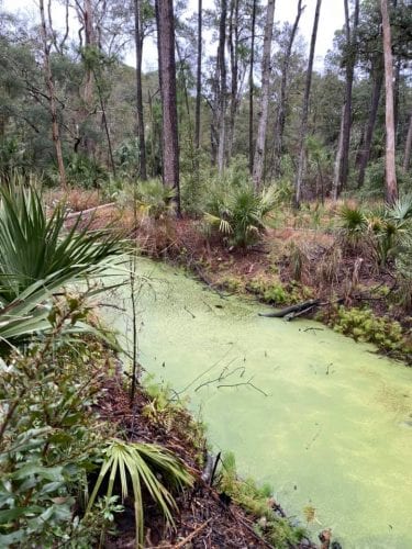 southern hospitality with the midwest mermaid