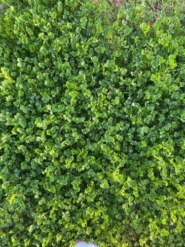 aloha to the midwest mermaid