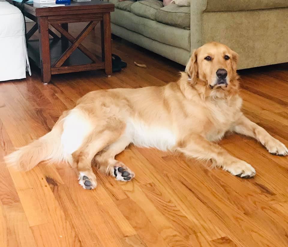 luke at pet friendly blue heron cottage