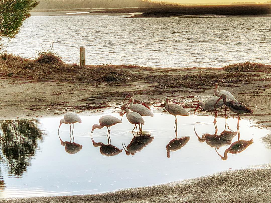 tybee island bird watching by cindi dunn photography